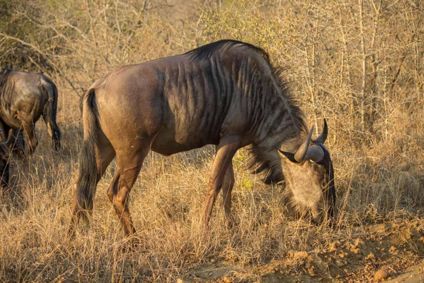 Ndlovu Log Home Dinokeng Klipdrift 외부 사진